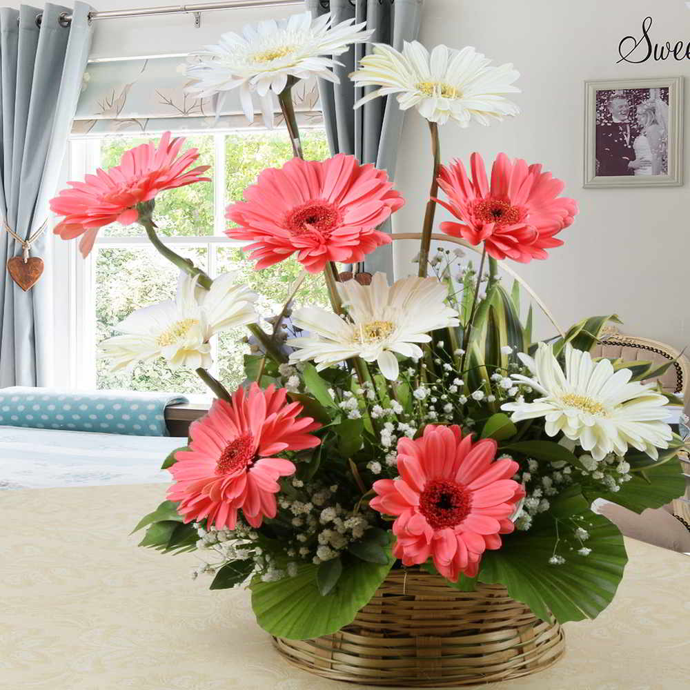 Beautiful Arrangement of Pink and White Gerberas