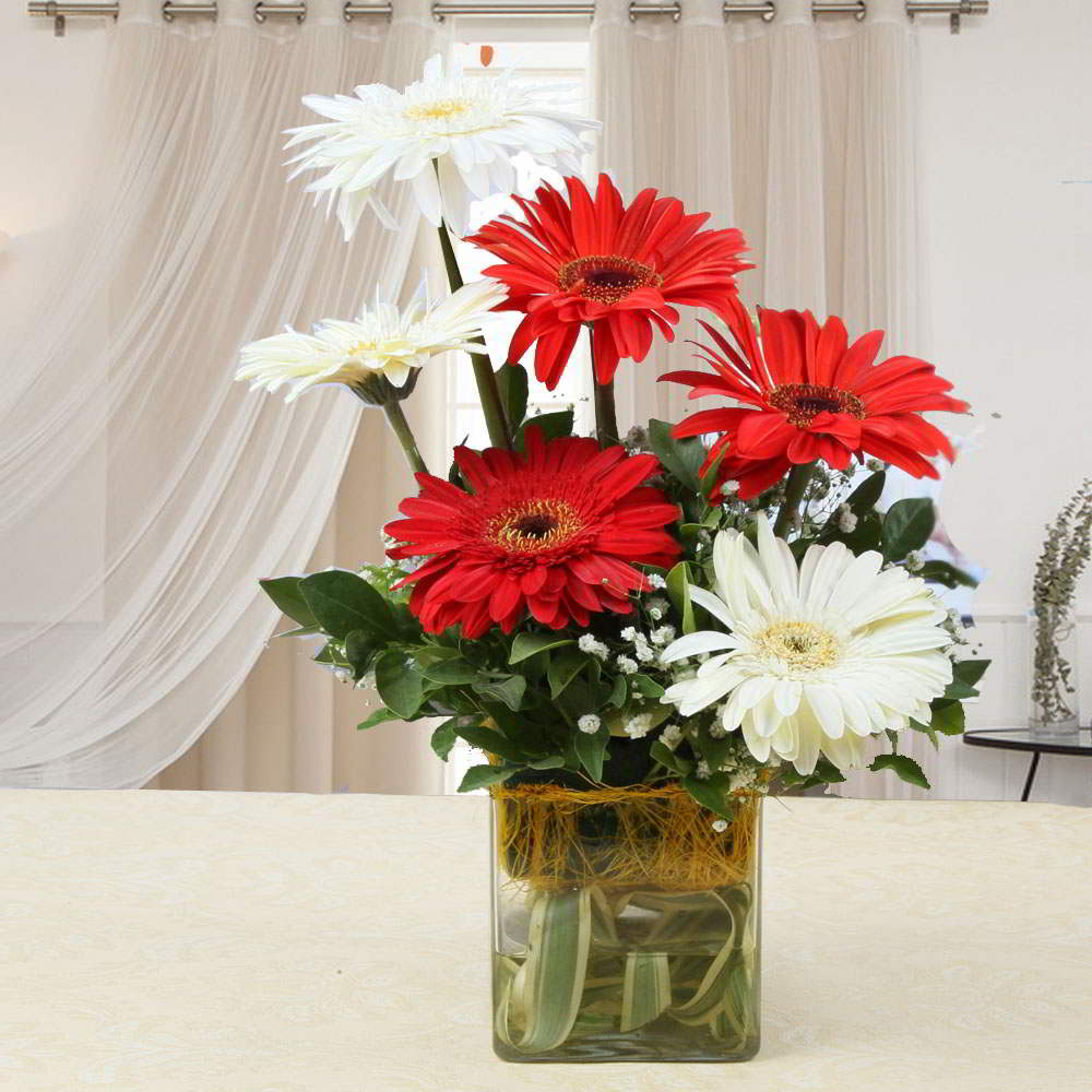 Elegant Red and White Gerberas in a Glass Vase